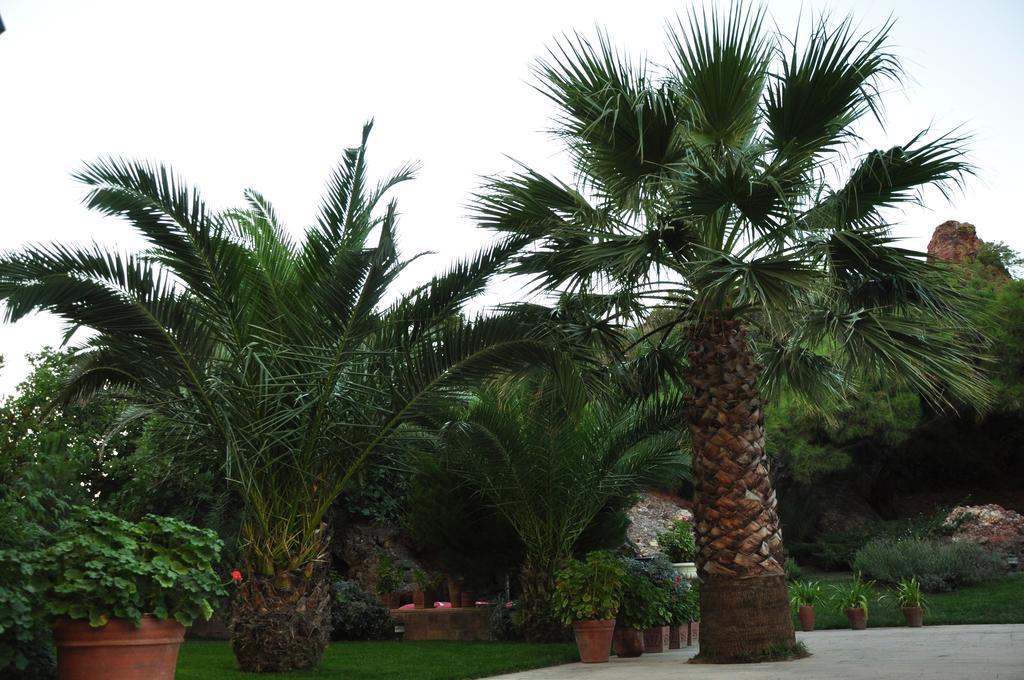 Palm Court Suites Ayvalı Exterior foto